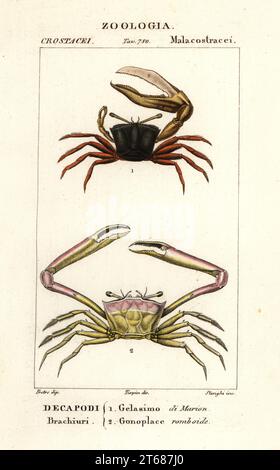 Fiddler Crab, Gelasimus vocans 1 und Angular Crab, Goneplax rhomboides 2. Gelasimo di Marion, Gonoplace romboide. Handfarbige Kupferstichgravur von Antoine Laurent de Jussieus Dizionario delle Scienze NATURALI, Wörterbuch der Naturwissenschaften, Florenz, Italien, 1837. Von Stanghi gravierte Illustration, gezeichnet von Jean Gabriel Pretre und unter der Regie von Pierre Jean-Francois Turpin, herausgegeben von Batelli e Figli. Turpin (1775-1840) gilt als einer der größten französischen Botanischen Illustratoren des 19. Stockfoto