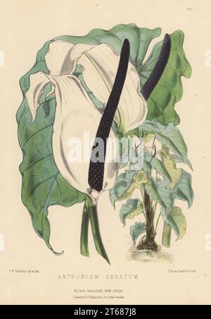 Flamingo-Blüte, Schneideblume oder Laceleaf, Anthurium nymphaeifolium. Stammt aus Santa Martha, aufgewachsen von Bernard Samuel Williams, Holloway. Als Anthurium ornatum. Handfarbige botanische Illustration gezeichnet und lithographiert von Frederick William Burbidge aus Henry Honywood Dombrain's Floral Magazine, New Series, Band 5, L. Reeve, London, 1876. Lithographie gedruckt von Vincent Brooks, Day & Son. Stockfoto