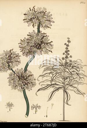 Maispflanze, Dracaena fragrans. Aletris mit süßem Duft, Aletris fragrans. Aus Afrika, in der Sammlung von James Vere von Kensington Gore. Kupferstich gezeichnet, gestochen und handkoloriert von Henry Andrews aus seinem Botanischen Register, Band 5, selbst veröffentlicht in Knightsbridge, London, 1803. Stockfoto