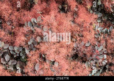 Cotinus coggygria, syn. Rhus cotinus, der europäische Räucherbaum. Eurasischer Räucherbaum, Rauchbaum, Rauchbusch, venezianischer Sumpflöcher oder Färbersumcher, ist ein Eura Stockfoto