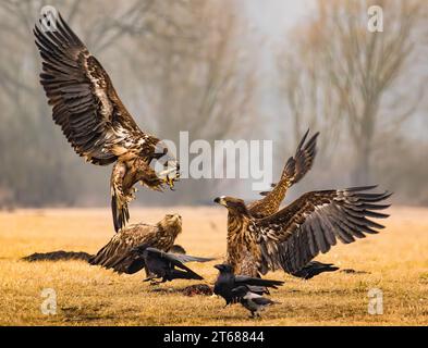 Drei eurasische Seeadler und ein paar Krähen kämpfen um ein Stück Aas Stockfoto