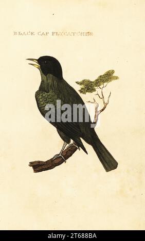 Schwarzdeckelbulbul, Pycnonotus melanicterus. Fliegenfänger mit schwarzer Kappe. Handkolorierter Holzschnitt nach einer Illustration von George Edwards aus der Naturgeschichte der Vögel, herausgegeben von Bright and Childs, Bungay, Suffolk, 1815. Charles Brightly gründete 1795 in Bungay eine Gießerei für Druck und Stereotype und ging 1808 eine Partnerschaft mit dem nonkonformistischen Radikalen-Drucker John Firby Childs ein. Stockfoto