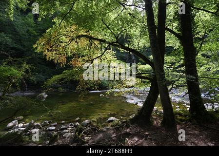 Fluss Chéran, Flussufer und Wald am Flussufer im Massif des Bauges Regionalpark oder Naturschutzgebiet Haute Savoie Frankreich Stockfoto