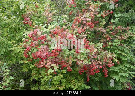 Rote Drupe Beeren und Blätter von Gelderrose, Viburnum opulus, auch bekannt als Wasserältester, Krampfrinde, Schneeballbaum, gewöhnlicher Schneeball oder Europäischer Cranberrybush Stockfoto