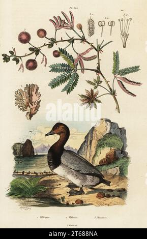 MeeresIngwer, Millepora alcicornis 1, Pochard, Aythya ferina (Anas ferina) 2, empfindliche Pflanze, Mimosa pudica 3.. Millepore, Milouin, Mimeuse. Handkolorierter Stahlstich von du Casse nach einer Illustration von Adolph Fries aus Felix-Edouard Guerin-Meneville's Dictionnaire Pittoresque d'Histoire Naturelle, Paris, 1834-39. Stockfoto