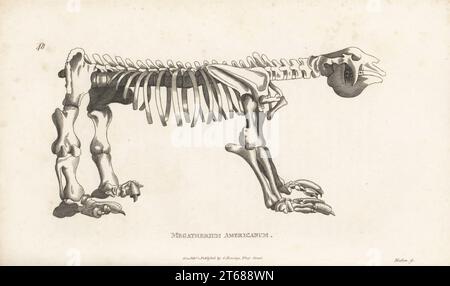 Fossiles Skelett eines erloschenen Riesenbodenfaultichs oder Megatherium americanum. Nach einer Illustration des spanischen Künstlers Juan Bautista Bru de Ramón für den Zoologen Georges Cuvier, 1796. Kupferstich von Henry Mutlow aus George Shaws General Zoology: Mammalia, G. Kearsley, Fleet Street, London, 1800. Stockfoto