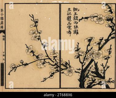 Zweig der weißen Pflaumenblüte mit Kalligraphie. Farbholzblock mokuhanga aus Kaishien Gaden, japanische Ausgabe von Wang Gais Jieziyuan Huazhaun oder Handbuch des Senfsamen Gartens, zweite Sammlung, Ichimura Bunko, Tokio, 1812. Stockfoto