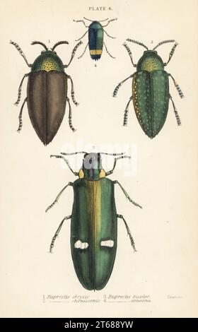 Juwelenkäfer: Buprestis chrysis 1, Buprestis sternicornis 2, Buprestis bicolor 3, Buprestis amoena 4. Handkolorierter Stahlstich von William Lizars aus James Duncans Natural History of Beetles, in der Sir William Jardines Naturalists Library, W.H, Lizars, Edinburgh, 1835. James Duncan war ein schottischer Zoologe und Entomologe von 1804 bis 1861. Stockfoto