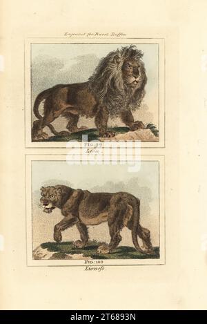 Afrikanischer Löwe 99, Löwe 100, Panthera leo. Handkolorierter Kupferstich nach Jacques de Seve aus James Smith Barrs Ausgabe von Comte Buffons Natural History, A Theory of the Earth, General History of man, brate Creation, Gemüse, Mineralien, T. Gillet, h. D. Symonds, Paternoster Row, London, 1807. Stockfoto