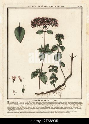 Oregano oder wilder Marjoram, Lorigan Commun, Origanum vulgare. Kupferstich in drei Farben gedruckt von Pierre Bulliard aus seiner Herbier de la France, Ou Collection Complete des plantes indigenes de ce royaume, Didot jeune, Debure et Belin, 1780-1793. Stockfoto