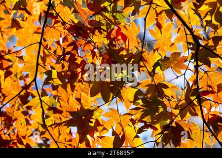 Details der Blätter eines japanischen Ahorns im Herbst mit den charakteristischen roten, gelben und braunen Farben dieser Zeit. Stockfoto