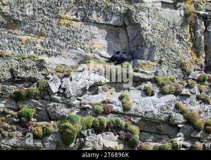 Raven (Corvus corax) sitzt hoch oben auf einer Klippe, Compass Head, sumburgh, Shetland Stockfoto