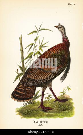 Wilder truthahn, Meleagris gallopavo, männlich. Chromolithographie nach einer ornithologischen Illustration von John James Audubon aus dem Benjamin Harry Warrens Report on the Birds of Pennsylvania, E.K. Mayers, Harrisburg, 1890. Stockfoto