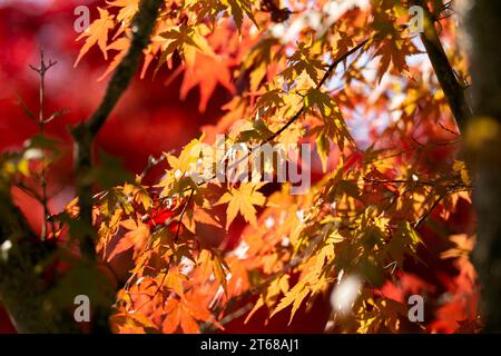 Details der Blätter eines japanischen Ahorns im Herbst mit den charakteristischen roten, gelben und braunen Farben dieser Zeit. Stockfoto