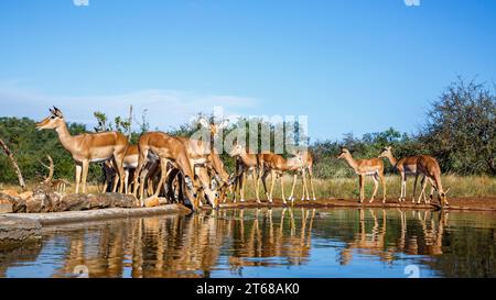 Gemeinsame Impala-Gruppe trinkende Vorderansicht im Wasserloch im Kruger-Nationalpark, Südafrika; Specie Aepyceros melampus Familie der Bovidae Stockfoto