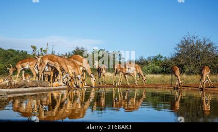 Gemeinsame Impala-Gruppe trinkende Vorderansicht im Wasserloch im Kruger-Nationalpark, Südafrika; Specie Aepyceros melampus Familie der Bovidae Stockfoto