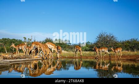 Gemeinsame Impala-Gruppe trinkende Vorderansicht im Wasserloch im Kruger-Nationalpark, Südafrika; Specie Aepyceros melampus Familie der Bovidae Stockfoto