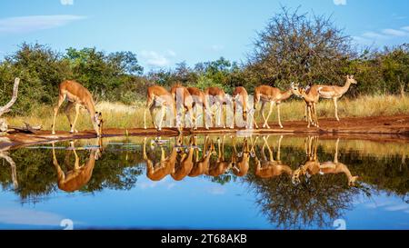 Gemeinsame Impala-Gruppe trinkt in Wasserloch-Vorderansicht mit Reflexion im Kruger-Nationalpark, Südafrika; Specie Aepyceros melampus-Familie von Bovid Stockfoto