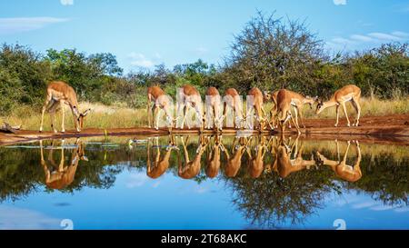 Gemeinsame Impala-Gruppe trinkt in Wasserloch-Vorderansicht mit Reflexion im Kruger-Nationalpark, Südafrika; Specie Aepyceros melampus-Familie von Bovid Stockfoto