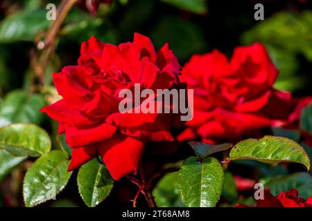 Eine Rose ist entweder eine holzige mehrjährige blühende Pflanze der Gattung Rosa. Es gibt mehr als 300 Arten und Zehntausende von Sorten. Stockfoto