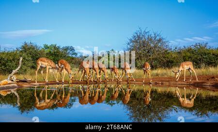 Gemeinsame Impala-Gruppe trinkt in Wasserloch-Vorderansicht mit Reflexion im Kruger-Nationalpark, Südafrika; Specie Aepyceros melampus-Familie von Bovid Stockfoto