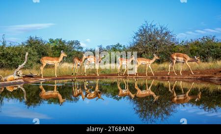 Gemeine Impala spaziert entlang des Wasserlochs mit Reflexion im Kruger-Nationalpark, Südafrika; Specie Aepyceros melampus Familie der Bovidae Stockfoto