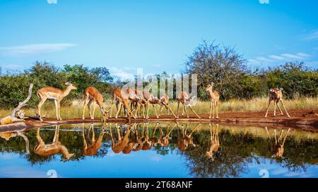 Gemeinsame Impala-Gruppe trinkt in Wasserloch-Vorderansicht mit Reflexion im Kruger-Nationalpark, Südafrika; Specie Aepyceros melampus-Familie von Bovid Stockfoto