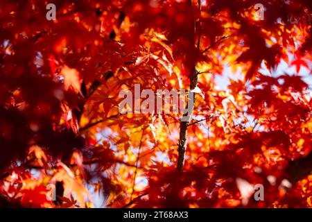 Details der Blätter eines japanischen Ahorns im Herbst mit den charakteristischen roten, gelben und braunen Farben dieser Zeit. Stockfoto