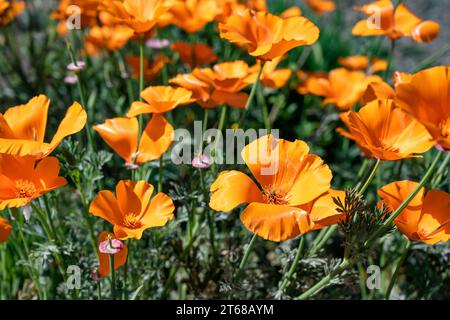 Von oben leuchtend gelbe ausdauernde kalifornische Mohnblumen mit Zweigen, die im Feld bei sonnigem Tageslicht vor verschwommenem Hintergrund wachsen Stockfoto