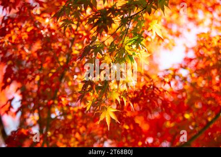 Details der Blätter eines japanischen Ahorns im Herbst mit den charakteristischen roten, gelben und braunen Farben dieser Zeit. Stockfoto