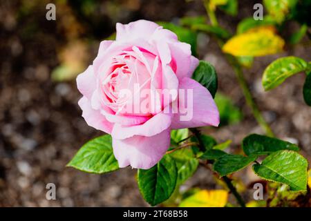 Eine Rose ist entweder eine holzige mehrjährige blühende Pflanze der Gattung Rosa. Es gibt mehr als 300 Arten und Zehntausende von Sorten. Stockfoto