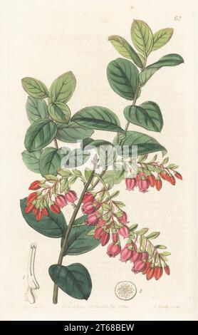 Brasilianische Huckleberry oder Dangleberry, Gaylussacia brasiliensis. Gebürtig aus Brasilien, gefunden von Auguste de St. Hilaire von Caravellos nach St. Catharine Island. Benannt nach dem französischen Chemiker Guy Lussac. Heidelbeerähnliches Gaylussackraut, Gaylussacia pseudovaccinium. Handkolorierter Kupferstich von George Barclay nach einer botanischen Illustration von Sarah Drake aus dem Edwards Botanical Register, Fortsetzung von John Lindley, herausgegeben von James Ridgway, London, 1844. Stockfoto