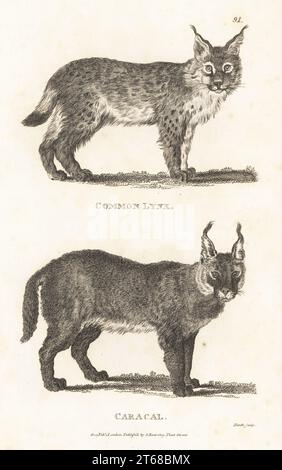 Caracal, Caracal Caracal und Eurasischer Luchs, Lynx Luchs. Gemeinsamer Luchs, Felis Luchs und Karacal, Felis caracal. Kupferstich von James Heath aus George Shaws General Zoology: Mammalia, G. Kearsley, Fleet Street, London, 1800. Stockfoto