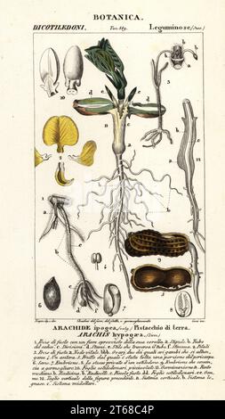 Erdnuss oder Erdnuss, Arachis hypogäa. Arachide ipogea, Pistacchio di terra. Handfarbige Kupferstichgravur von Antoine Laurent de Jussieus Dizionario delle Scienze NATURALI, Wörterbuch der Naturwissenschaften, Florenz, Italien, 1837. Von Corsi gravierte Illustration, gezeichnet und geleitet von Pierre Jean-Francois Turpin, herausgegeben von Batelli e Figli. Turpin (1775-1840) gilt als einer der größten französischen Botanischen Illustratoren des 19. Stockfoto