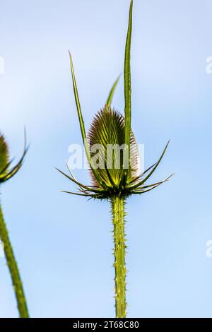 Dipsacus fullonum, syn. Dipsacus sylvestris, ist eine blühende Pflanzenart, die unter den gebräuchlichen Namen wilde Teasel oder Fuller-Teasel bekannt ist Stockfoto