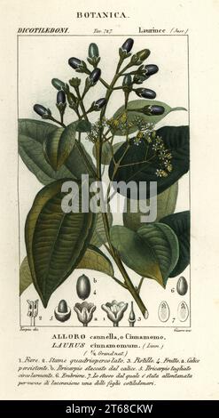 Echter Zimtbaum oder Ceylon Zimtbaum, Cinnamomum verum Laurus cinnamomum, Alloro Cannella, o cinnamomo. Handkolorierter Kupferstich aus Antoine Laurent de Jussieu's Dizionario delle Scienze Naturali, Wörterbuch der Naturwissenschaften, Florenz, Italien, 1837. Illustration von Giarre, gezeichnet und Regie geführt von Pierre Jean-Francois Turpin, herausgegeben von Batelli e Figli. Turpin (1775–1840) gilt als einer der größten botanischen Illustratoren Frankreichs des 19. Jahrhunderts. Stockfoto