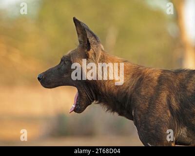 Profilporträt eines einzelnen wilden gemalten Wolfs (Lycaon pictus) alias African Wild Dog/Hunting Dog, Gähnen Laikipia, Kenia, Afrika Stockfoto