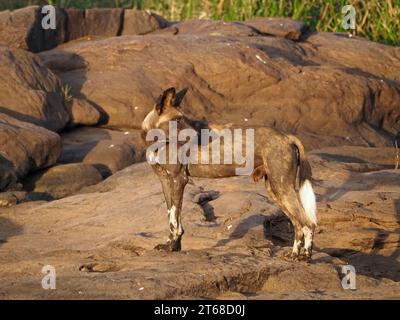 Profilporträt eines einzelnen wilden gemalten Wolfs (Lycaon pictus) alias African Wild Dog/Hunting Dog, stehend auf dem felsigen Flussufer Laikipia, Kenia, Afrika Stockfoto