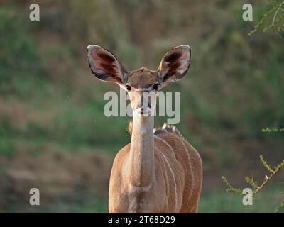 Weibliche Großkudu (Tragelaphus strepsiceros) Laikipia, Kenia, Afrika Stockfoto