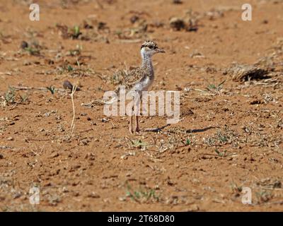 Niedliches, flauschiges, frühreife Küken von gekröntem Plover oder gekröntem Kippen (Vanellus coronatus) auf roter Erde in Laikipia, Kenia, Afrika Stockfoto