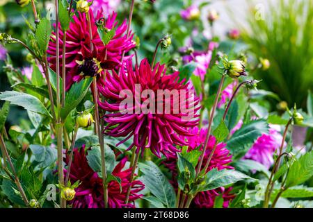 Die Dahlien wurden 1963 zur Nationalblume Mexikos erklärt. Die Knollen wurden von den Azteken als Nahrungspflanze angebaut, aber diese Verwendung starb danach weitgehend aus Stockfoto