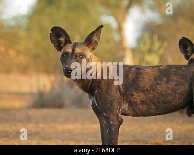 Profilporträt eines einzelnen wilden Painted Wolf (Lycaon Pictus) alias African Wild Dog/Hunting Dog, mit einem weiteren Rand im Rahmen - Laikipia, Kenia, Afrika Stockfoto