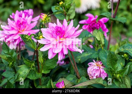 Die Dahlien wurden 1963 zur Nationalblume Mexikos erklärt. Die Knollen wurden von den Azteken als Nahrungspflanze angebaut, aber diese Verwendung starb danach weitgehend aus Stockfoto