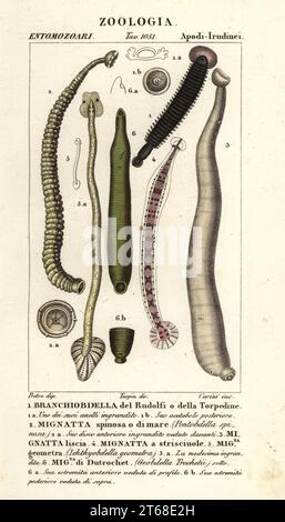 Fischlegel und Süßwasserlegel: Branchiobdellida 1, Pontobdella spinosa 2, Whitmania laevis 3, Hirudo vittata 4, Piscicola geometra 5, Ichthyobdella geometra 5, Geobdella trochetii 6. Handkolorierter Kupferstich aus Antoine Laurent de Jussieu's Dizionario delle Scienze Naturali, Wörterbuch der Naturwissenschaften, Florenz, Italien, 1837. Illustration von Carini, gezeichnet von Jean Gabriel Pretre und Regie von Pierre Jean-Francois Turpin, herausgegeben von Batelli e Figli. Turpin (1775–1840) gilt als einer der größten botanischen Illustratoren Frankreichs des 19. Jahrhunderts. Stockfoto