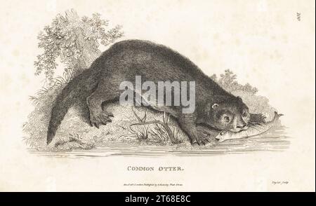 Europäischer Otter, eurasischer Flussotter, europäischer Flussotter mit Fischen, Lutra lutra. Otter, Lutra vulgaris. Kupferstich von Taylor aus George Shaws General Zoology: Mammalia, G. Kearsley, Fleet Street, London, 1800. Stockfoto