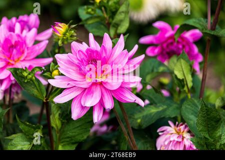 Die Dahlien wurden 1963 zur Nationalblume Mexikos erklärt. Die Knollen wurden von den Azteken als Nahrungspflanze angebaut, aber diese Verwendung starb danach weitgehend aus Stockfoto