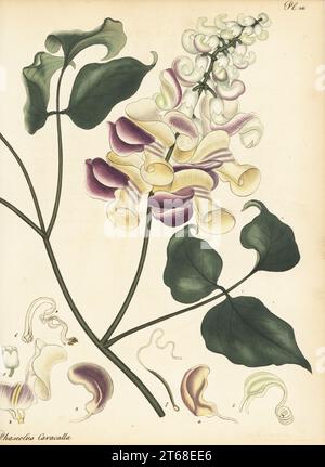 Korkenzieher, Cochliasanthus caracalla. Schneckenblüher, Phaseolus caracalla. Aus Brasilien, Südamerika. Kupferstich gezeichnet, gestochen und handkoloriert von Henry Andrews aus seinem Botanischen Register, Band 5, selbst veröffentlicht in Knightsbridge, London, 1803. Stockfoto