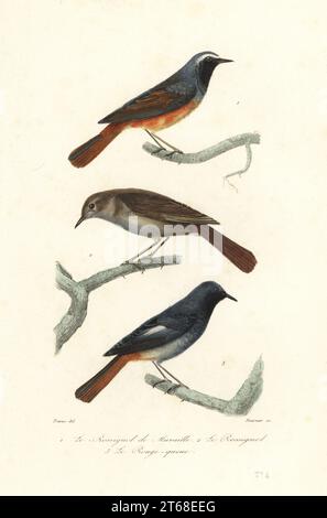 Rottanz, Phoenicurus phoenicurus 1, Drossel Nachtigall, Luscinia luscinia 2 und schwarzer Rottanz, Phoenicurus ochruros 3. Le rossignol de muraille, Motacilla phoenicurus, le rossignol, Motacilla luscinia, le Rouge-queue, Motacilla erithacus. Handkolorierter Stahlstich von Fournier nach einer Illustration von Edouard Travies aus Achille Richards Oeuvres Completes de Buffon, Pourrat Freres, Paris, 1839. Stockfoto