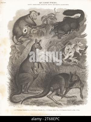 Nordamerikanisches Opossum, Didelphis virginiana 1, Gelbbbauchgleiter, Petaurus australis 2, Linnaeus-Maus-Opossum mit Young, Marmosa murina 3, und östliches graues Känguru, Macropus giganteus, männlich und weiblich mit joey 4. Copperplate-Gravur von J. Scott nach Sydenham Edwards von Abraham Rees' Cyclopedia oder Universal Dictionary of Arts, Sciences and Literature, Longman, Hurst, Rees, Orme, Paternoster Row, London, 1. Juli 1810. Stockfoto