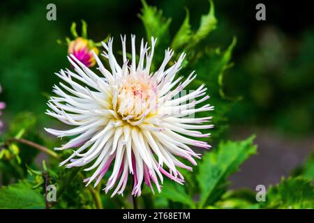 Die Dahlien wurden 1963 zur Nationalblume Mexikos erklärt. Die Knollen wurden von den Azteken als Nahrungspflanze angebaut, aber diese Verwendung starb danach weitgehend aus Stockfoto